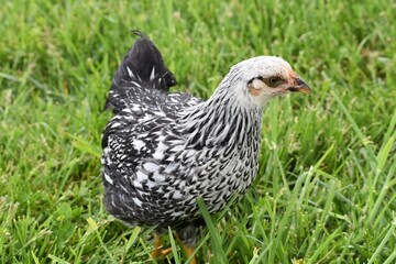 silver laced wyandotte pullet 4.25.2021
