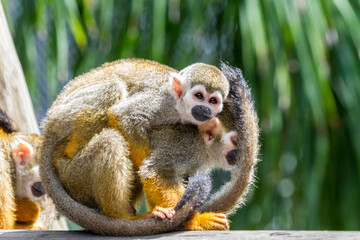 Monkey son holds his mom from her back