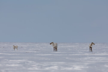 Two adult and one young barren-ground caribou found standing in late spring snow, near Arviat Nunavut