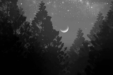 Black and white image of waning moon over pine trees