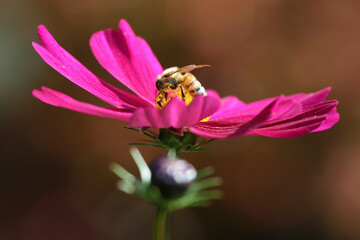 bee collecting nectar from bright cosmos flower