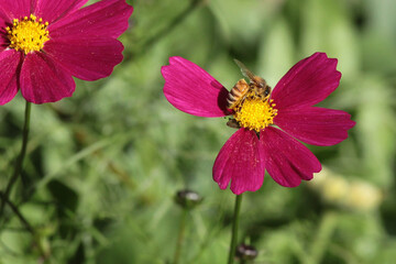 bee on cosmos flower in spring