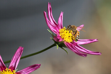 bee spreading pollen in garden in spring