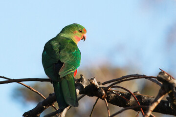 female king parrot perched on branch