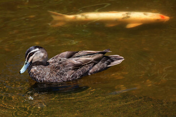 duck swimming on lake with fish under the water