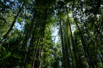 Canopy view of the southern rainforest on the way to Emerald Pool, Krabi, Thailand