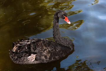 black swan swimming  on lake