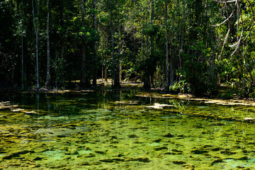 Beautiful yellow and green colors mineral water pond is surrounded by rainforest, Emerald Pool, Khlong Thom District, Krabi, Thailand.