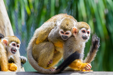 Monkey son holds his mom from her back