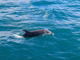 Bottlenosed Dolphin Diving Up Out of Ocean for Air in Bay of Islands New Zealand