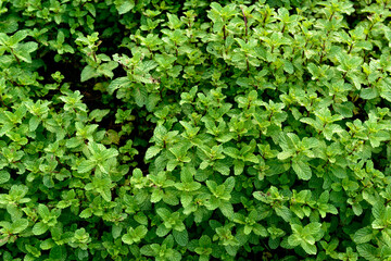 Mentha, Mint leaves are an aromatic, almost exclusively perennial herbs. (top view)