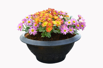 Black rubber pot of beautiful chrysanthemum flowers