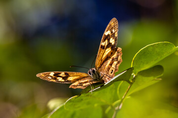 Small brown butterfly resting on green leaf