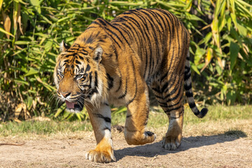 Obraz premium Sumatran Tiger in an Australia Zoo