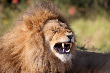 African Lion photographed in an Australian Zoo