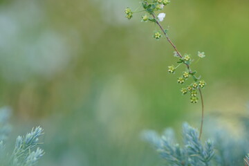 ユキヤナギの実(1)