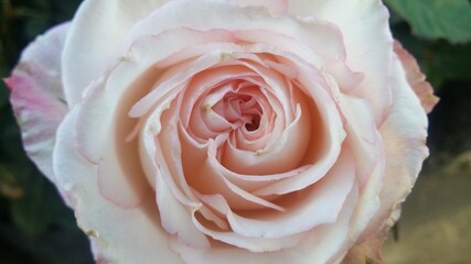 Closeup of a pale pink rose