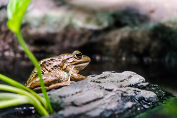 frog on a rock