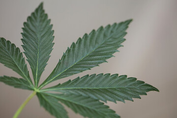 Marihuana green leaf close up modern isolated on different background big size print growing medical cannabis sativa