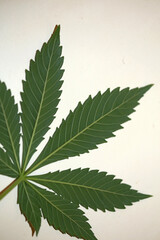 Marihuana green leaf close up modern isolated on different background big size print growing medical cannabis sativa