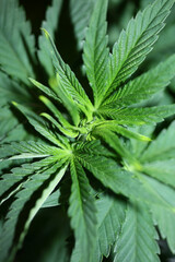Naklejka na ściany i meble Marihuana plant close up modern background growing medical cannabis indica super lemon haze print