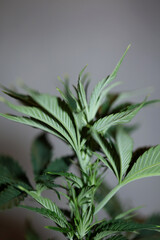 Fototapeta na wymiar Marihuana plant close up modern background growing medical cannabis indica super lemon haze print