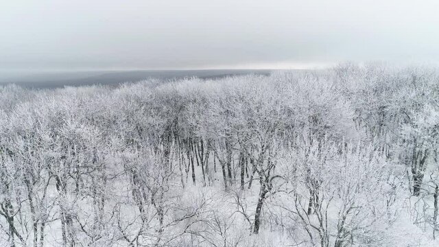 Flying over the snowy forest and trees