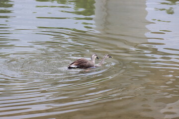 duck in the water