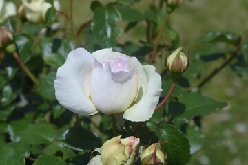 Roses in the rose garden in full bloom