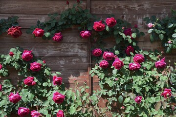Fototapeta na wymiar Roses in the rose garden in full bloom