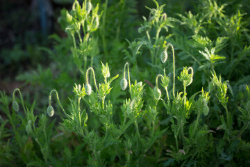 もう少しで開花しそうなポピーの蕾