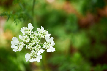 オルレアの花・マクロ・春