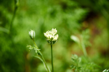 オルレア・つぼみ・アップ