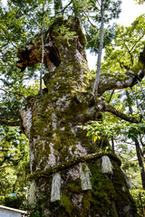 天橋立、知恩寺周辺の情景