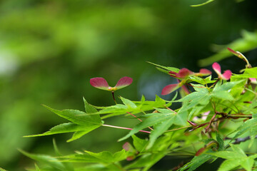 若葉の間からプロペラのような姿をのぞかせたカエデの種子