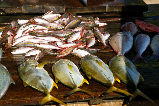 étale de poisson frais sur un marché