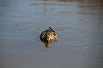 Mallard Freding On The Water, Gold Bar Park, Edmonton, Alberta