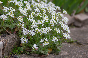 Arabis caucasica arabis mountain rock cress springtime flowering plant, causacian rockcress flowers with white petals in bloom