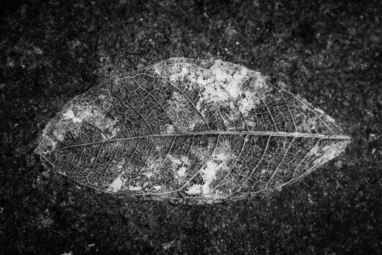 Black and White Close Up View of Natural Leaf Imprint Trace on Stone Surface Showing Vein Skeleton Details - Natural Impression Pattern Abstract Texture Background for Microstock Photography