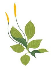 Obraz premium Plantago flower with wide leaf and flourishing