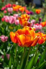 Amazing garden field with tulips of various bright rainbow color petals, beautiful bouquet of colors in sunlight daylight