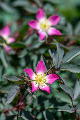 Rosa glauca rubrifolia red-leaved rose in bloom, beautiful ornamental redleaf flowering deciduous...