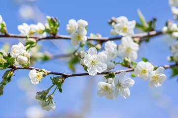 Obraz premium Prunus cerasus flowering tree flowers, group of beautiful white petals tart dwarf cherry flowers in bloom