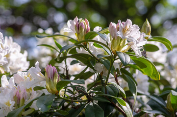 Rhododendron Madame Masson white flowers with yellow dots in bloom, flowering evergreen shrub, green leaves