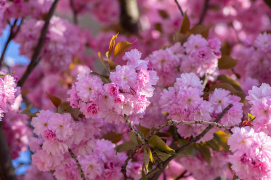 Prunus Serrulata Japanese Cherry Tree Double Flower Cultivation Called Sakura Or Taihaku In Bloom, Flowering Oriental Cherry