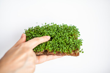 Naklejka na ściany i meble Micro-greens of mustard, arugula and other plants in a woman's hand. Growing mustard sprouts in close-up at home. The concept of vegan and healthy food. Sprouted seeds, micro-greens