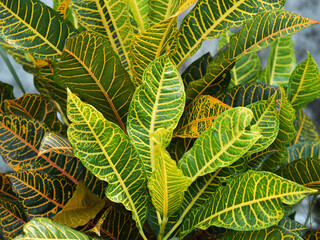 Closeup of the beautiful foliage of a croton plant. © ajayptp