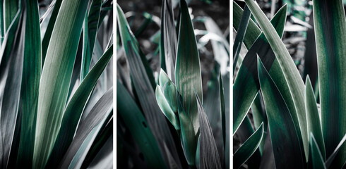 leaves of garden flowers, abstract background, triptych.