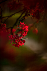 red blossom