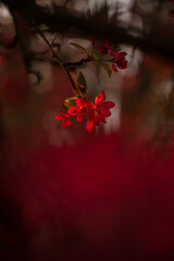 red blossom